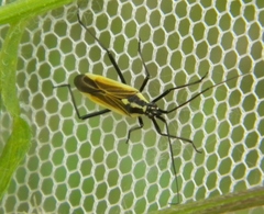 Leptopterna dolabrata