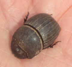 Copris caelatus