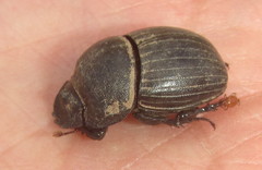 Copris caelatus