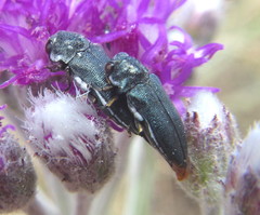 Coraebini