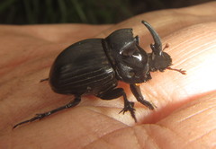 Copris caelatus