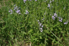 Veronica austriaca dentata