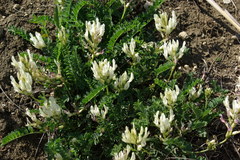 Astragalus fragrans
