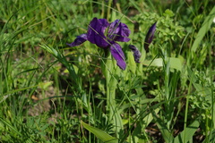 Iris furcata