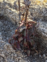 Penstemon clevelandii clevelandii