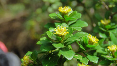 Baccharis rhomboidalis, photograph (c) Ariadna Tripaldi, some rights reserved (CC BY)