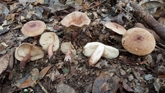 Lactarius quietus incanus