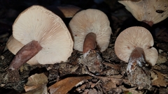 Lactarius quietus incanus