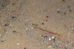 Trepobates subnitidus