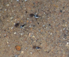 Trepobates subnitidus