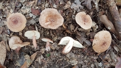 Lactarius quietus incanus