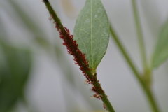 Uroleucon rudbeckiae