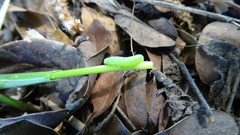 Insecta
