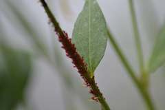 Uroleucon rudbeckiae