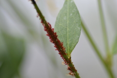 Uroleucon rudbeckiae