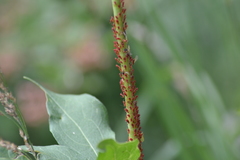 Uroleucon rudbeckiae