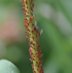 Uroleucon rudbeckiae