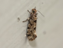 Parochmastis hilderi