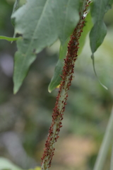 Uroleucon rudbeckiae