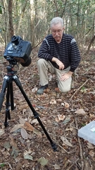 Lactarius quietus incanus