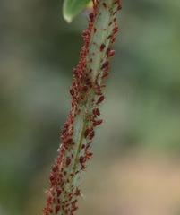 Uroleucon rudbeckiae