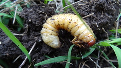 Insecta