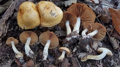 Cortinarius delibutus