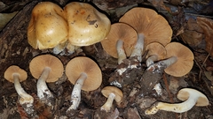 Cortinarius delibutus
