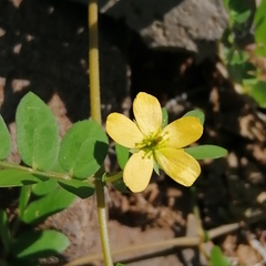 Kallstroemia peninsularis