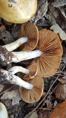 Cortinarius delibutus