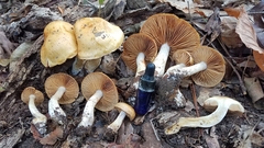 Cortinarius delibutus