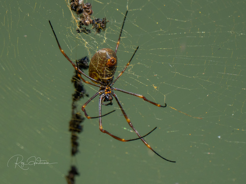 Tiger Spider