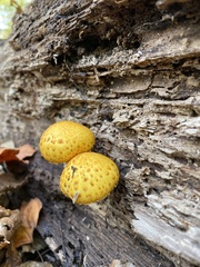 Pholiota