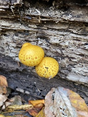 Pholiota