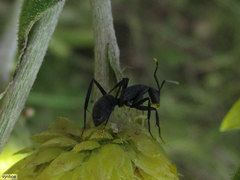 Camponotus eugeniae