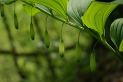 Polygonatum glaberrimum