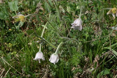 Pulsatilla violacea