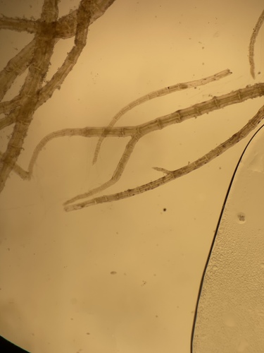 Polysiphonia pacifica observed 2025-09-01