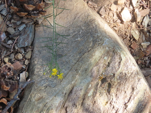 Roundleaf Snakeweed