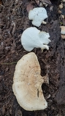 Microporellus obovatus