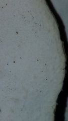 Microporellus obovatus