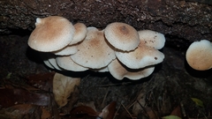 Ripartitella brasiliensis