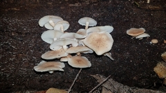 Ripartitella brasiliensis