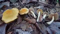 Cortinarius lewisii