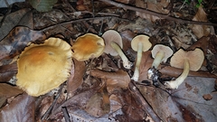 Cortinarius lewisii