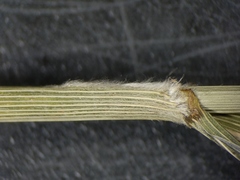 Bromus nottowayanus