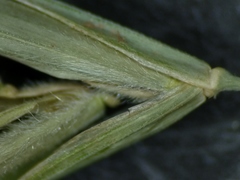 Bromus nottowayanus