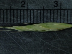 Bromus nottowayanus