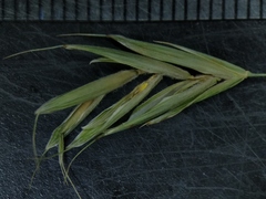 Bromus nottowayanus