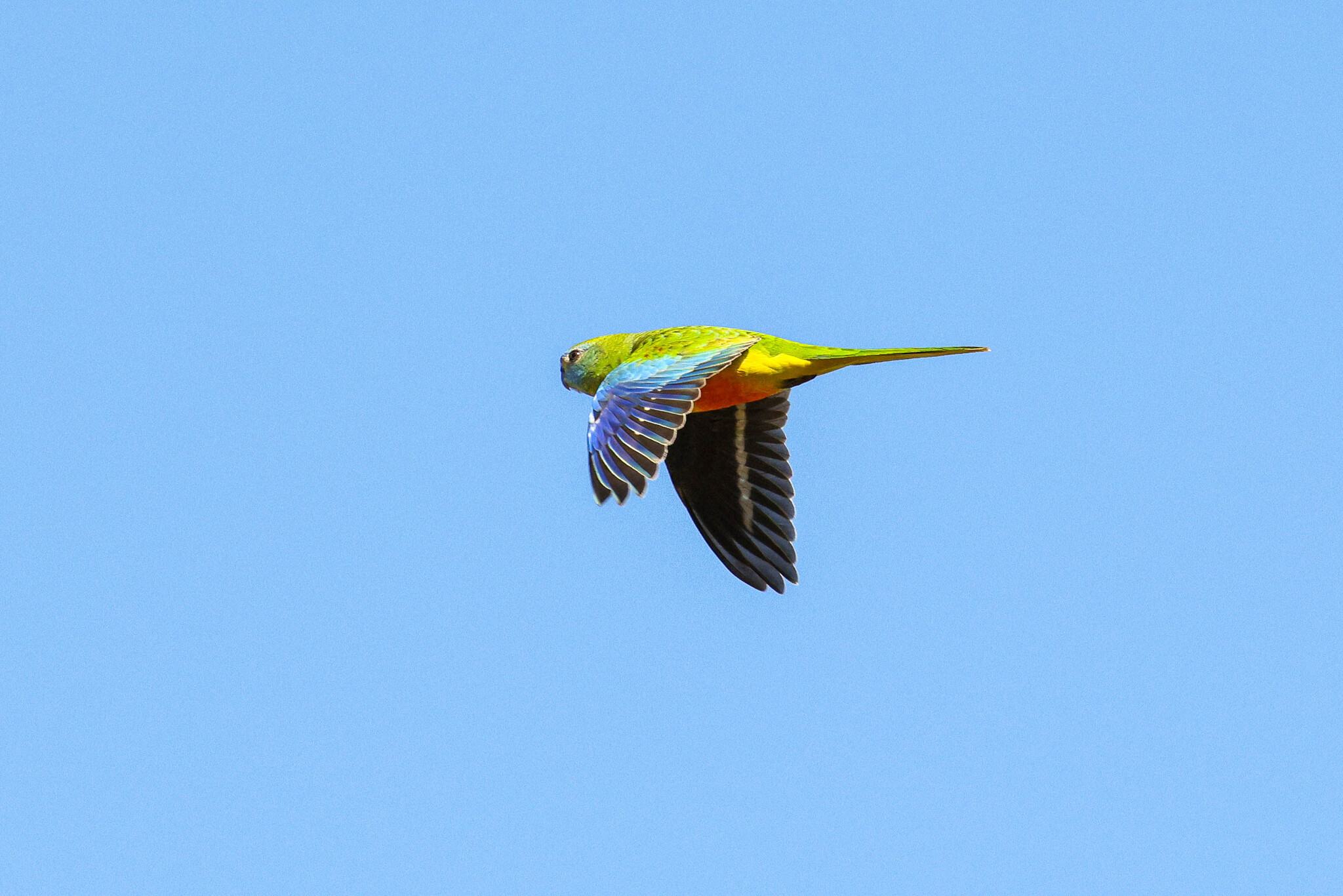 Turquoise Parrot illustration